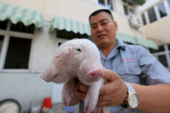 中国 意外に可愛い 頭が二つある豚の赤ちゃんが生まれた件 日刊ranpo