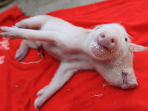 新しいコレクション 可愛い豚 可愛い豚 フィギュア
